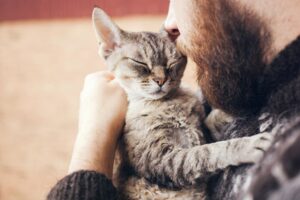 Un gattino manca al proprietario che fa di tutto per riaverlo