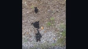 Il quarto gattino nascosto nella foto: una donna sfida gli utenti a trovarlo