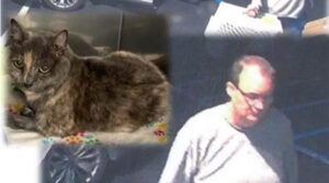 Ricercato l’uomo ripreso dalle videocamere mentre abbandonava un gatto chiuso in gabbia