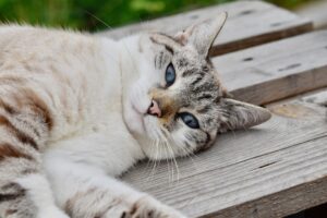 Brasile: i pompieri salvano un gattino rimasto bloccato su un palo della luce (VIDEO)