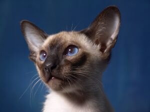 Rio de Janeiro: il salvataggio di un gattino caduto da un alto edificio (VIDEO)