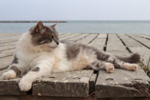 Brasile: un gatto che stava per affogare in mare viene salvato da un uomo che passava in canoa (VIDEO)