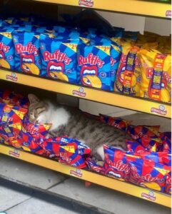 Gattino dorme beato tra gli snack: la scena è davvero tenera