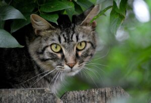 La Loggia, perso un gatto socievole di nome Gisky, probabilmente il piccolo si è nascosto