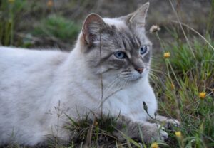 La Morra, la gatta Celestina fugge via, smarrita questa piccola Siamese