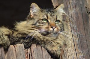 Lanuvio, Lola non torna a casa da giorni, la gatta è indipendente ma la situazione è preoccupante