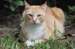 Maddaloni, gatto esce di casa e non fa più ritorno, scomparso il piccolo Ronny