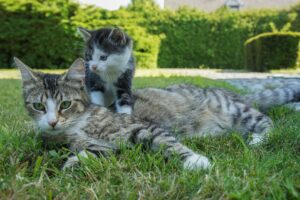 Una gattina chiede ad un passante di aiutarla a liberare il suo piccolo, incastrato nel motore di un auto (VIDEO)