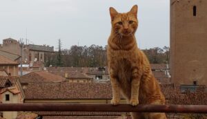 Mantova, smarrito Sandogat, forse la curiosità è stata la causa della scomparsa del gatto