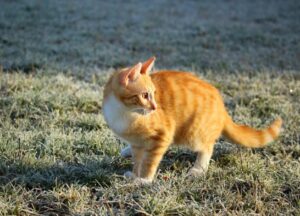 Montalto Uffugo, smarrito un gatto rosso di nome Zoi, l’appello per ritrovarlo