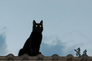 Dei muratori salvano la vita a un piccolo gattino nero rimasto intrappolato sotto le tegole di un tetto in costruzione (VIDEO)