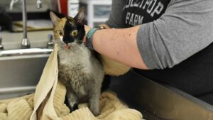 Novantasette gattini sopravvivono ad un incendio, ma dietro l’incendio si nasconde altro