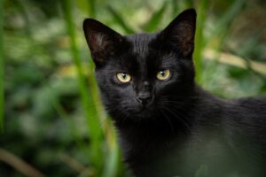 Salvataggio di un gattino nero caduto nella fossa dell’ascensore (VIDEO)