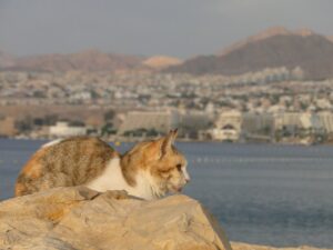 Madeira: salvataggio di un gattino rimasto intrappolato su una scogliera (VIDEO)