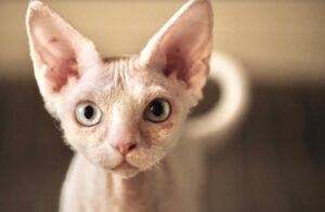 Sedena, smarrito un gatto Devon Rex di 2 anni, aiutiamo Naboo a tornare dalla sua famiglia