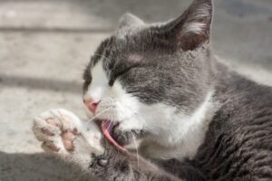 4 motivi per cui il gatto si lecca le zampe