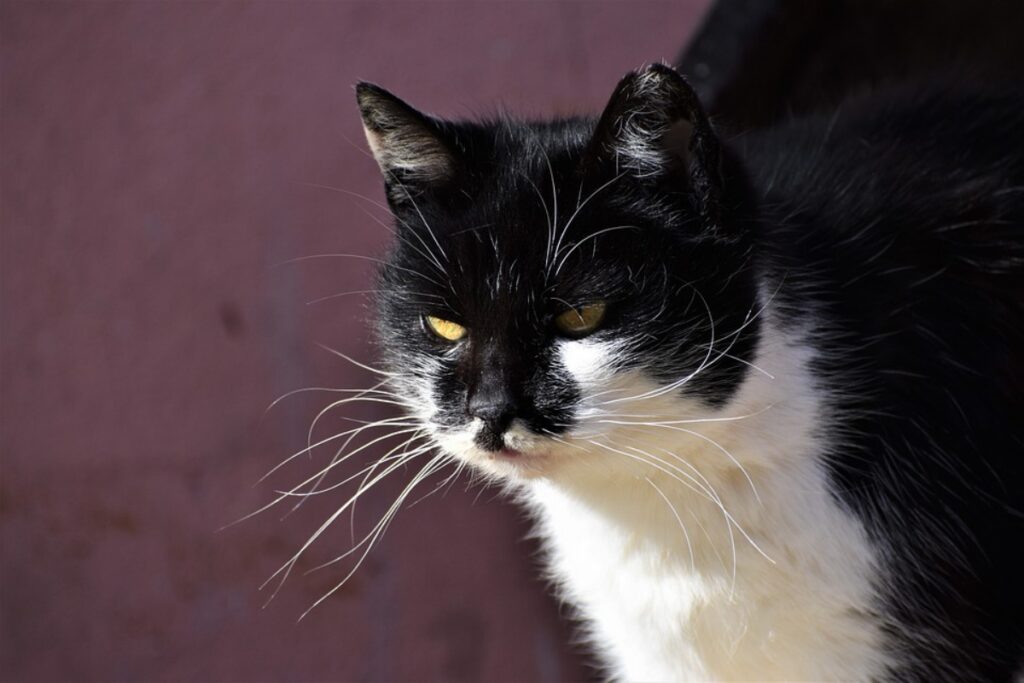 felino bianco nero