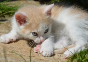 8 foto di gatti che hanno la possibilità di iniziare una nuova ed entusiasmante vita