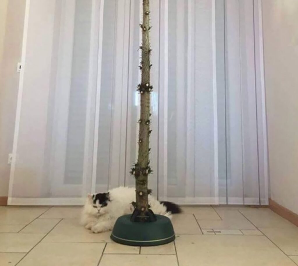 gatto albero senza rami