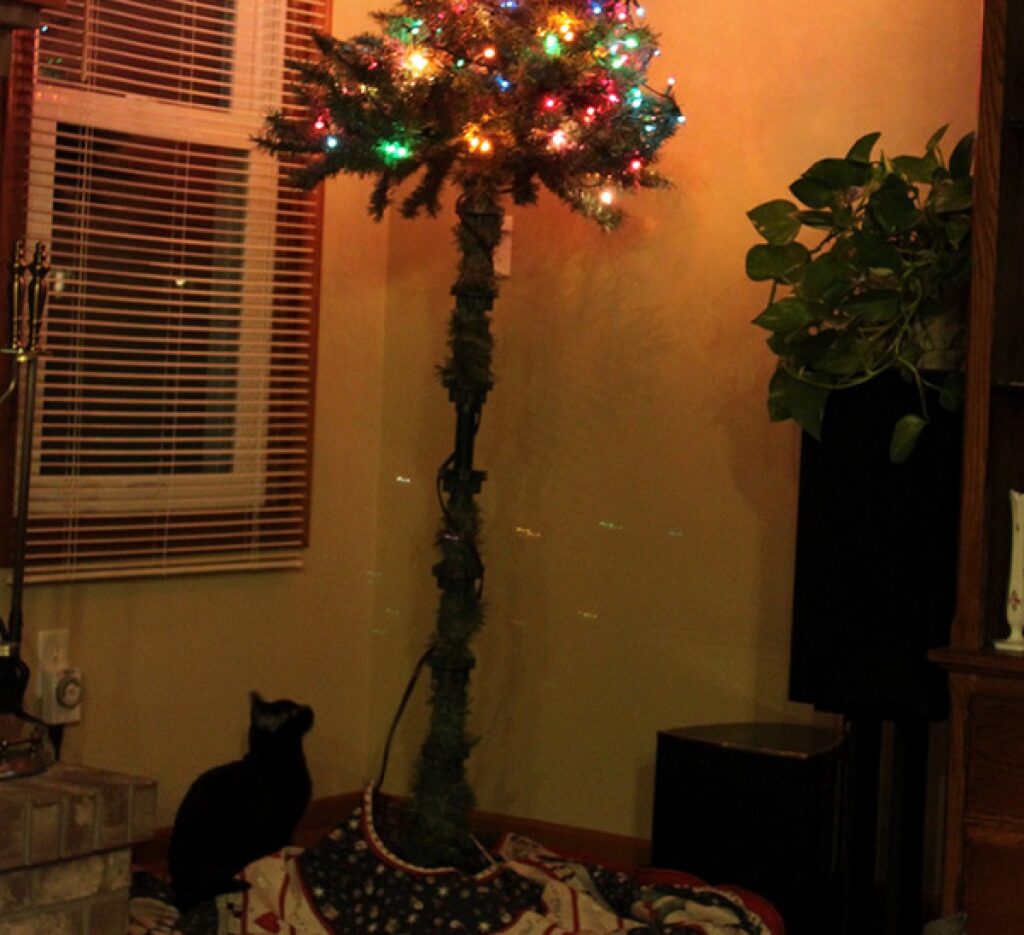 gatto base albero di natale senza rami