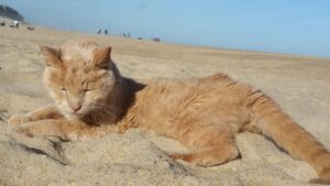 Tigro, il gatto di 21 anni salvato da una donna