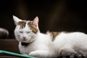 Un gatto ringrazia con un dolcissimo abbraccio la nonnina che lo ha adottato