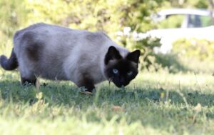 Cerveteri, sono giorni che Kimi non fa ritorno a casa, la piccola Siamese è ancora lì fuori