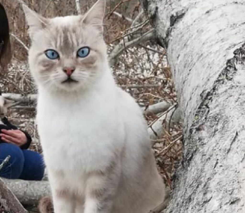 gatto tito occhi blu