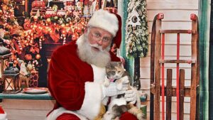 Il gatto scontroso incontra Babbo Natale e stupisce tutti dimostrandogli affetto