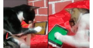 I gatti moderni cacciano i topi sullo smartphone del loro padrone