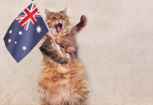 I gattini domestici in Australia, se vogliono uscire, dovranno mettere il guinzaglio