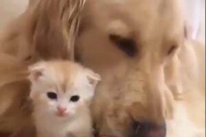 Dei gattini e Golden Retriever hanno un’amicizia speciale