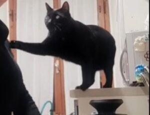 Il gattino Barone pretende le coccole dalla sua mamma umana