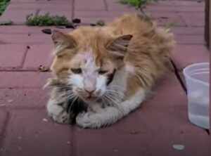 Il gattino Gnar ha “bussato” alla porta della sua famiglia (VIDEO)