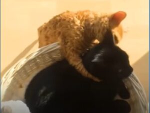 Il gattino Guinness insegna ai suoi fratelli come ossessionare due uomini (VIDEO)