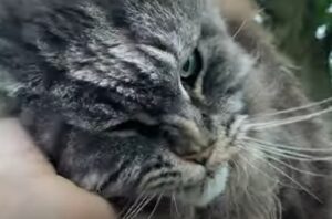 Il gattino Louis va in kayak ogni giorno per una nobile causa (VIDEO)