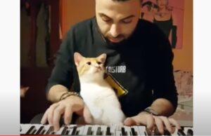 Un gattino balla sulla musica prodotta dal suo proprietario (VIDEO)