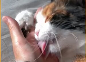 Un gattino calico sta vivendo finalmente una vita felice (VIDEO)