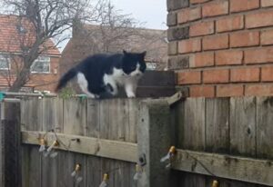 Un gattino cammina sulla staccionata per tornare a casa (VIDEO)