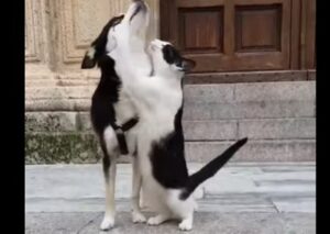 Un gattino chiede al cane di portarlo a casa con lui e la sua proprietaria (VIDEO)