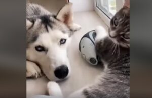 Un gattino e cane Husky sono amici e non possono restare separati