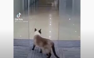 Gattino e la porta automatica: un accostamento che può diventare pericoloso (VIDEO)