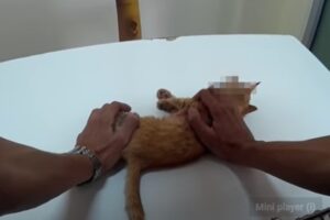 Un gattino investito da una macchina sfortunatamente non riesce a sopravvivere