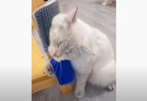 Un gattino si gratta da solo con un metodo ingegnato dal suo proprietario