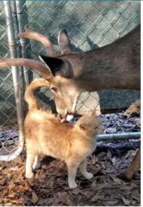 Gattino fa amicizia con i cervi della fattoria