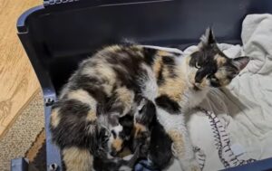 Mamma gatto e i suoi quattro cuccioli sono stati abbandonati per strada (VIDEO)