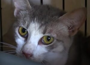 Oltre quaranta gattini hanno vissuto da soli per diversi mesi (VIDEO)