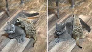 Suricato si impegna a massaggiare il suo amico gatto molto arrabbiato (VIDEO)