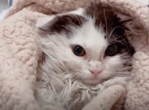 Un gattino selvatico ha conosciuto la felicità grazie ad una donna (VIDEO)