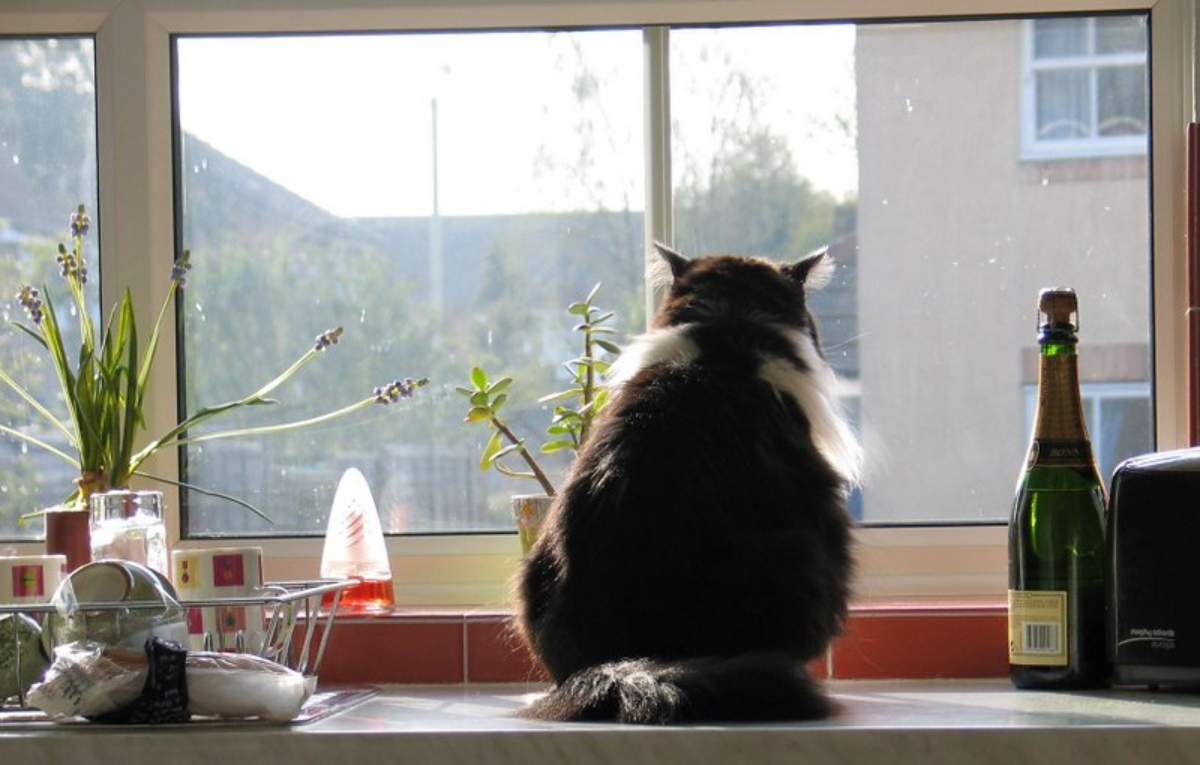 There is a cat in the window. Кот на окне. Виноватый кот. Грустит на подоконнике прикол. Окно жарко.